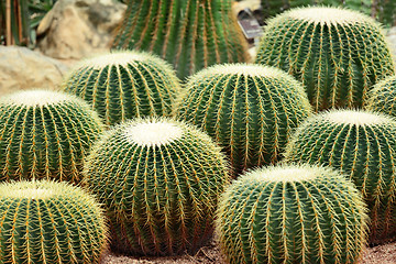 Image showing cactus