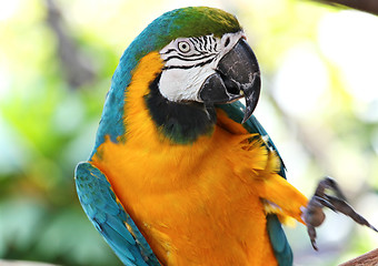 Image showing coloured Macaw parrot