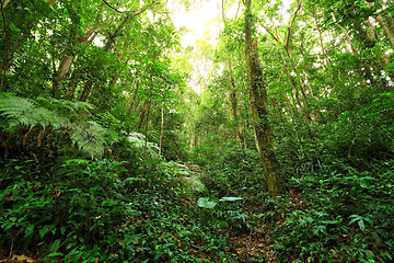 Image showing green forest