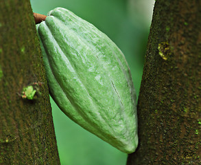 Image showing Cocoa pod