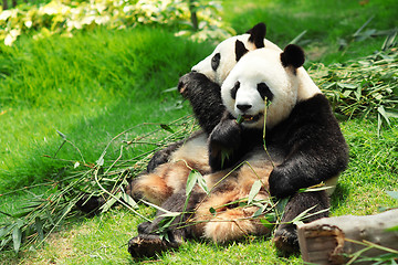 Image showing panda