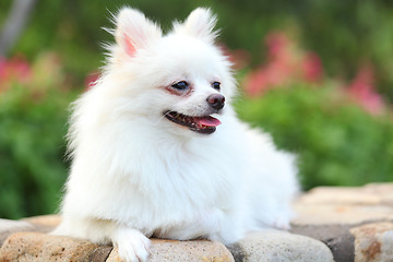 Image showing pomeranian dog