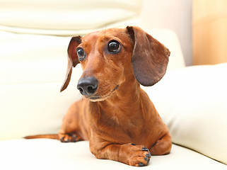 Image showing dachshund dog on sofa