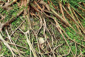 Image showing tree root