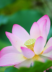 Image showing lotus flower