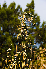 Image showing yellow grass