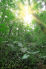 Image showing tree forest during spring 