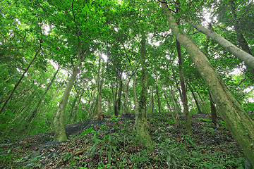 Image showing Trees in the forest