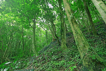 Image showing Trees in the forest