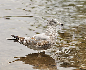 Image showing seagull 