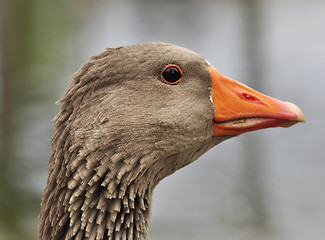 Image showing wild goose 