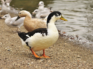 Image showing wild ducks 