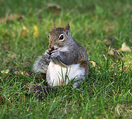 Image showing grey squirrel 