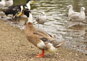 Image showing wild ducks