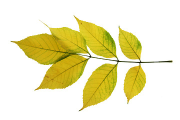 Image showing maple  leaf isolated