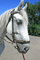 Image showing head of horse