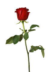 Image showing red rose isolated