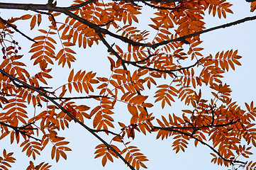 Image showing  siluette branch of tree   in autumn