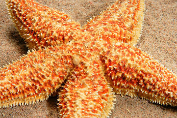 Image showing   starfish  on   beach close up