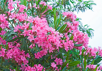 Image showing red flowers bougainvillea