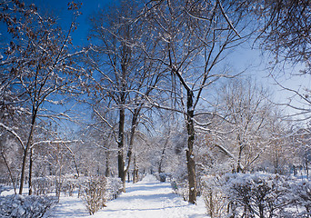 Image showing landscape park in winter 