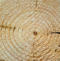 Image showing Cut of a tree