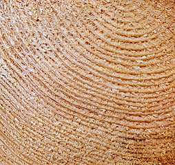 Image showing Cut of a tree