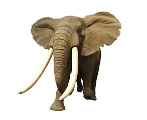 Image showing elephant