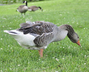 Image showing wild goose