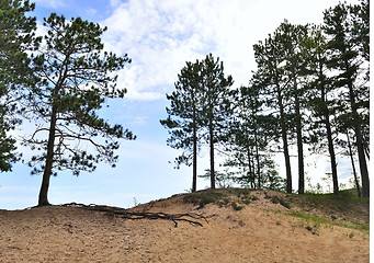 Image showing Pine trees on dunes 