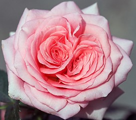 Image showing Rose