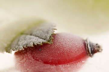 Image showing Frozen rose hips