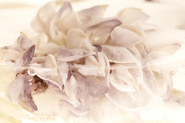 Image showing Frozen flowers. blossoms in the ice cube