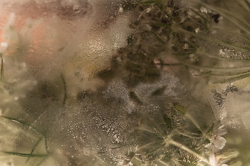 Image showing Frozen flowers. blossoms in the ice cube
