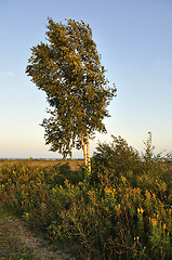 Image showing birch tree 