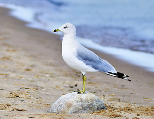 Image showing seagull