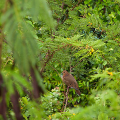 Image showing Mourning Dove