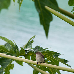 Image showing Caribbean Elaenia