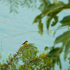 Image showing Bananaquit