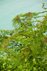 Image showing Evergreen shrub