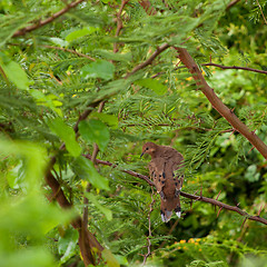 Image showing Mourning Dove