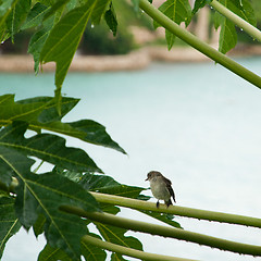 Image showing Caribbean Elaenia