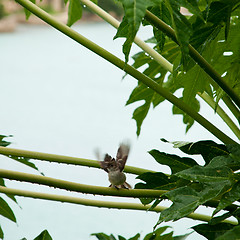 Image showing Caribbean Elaenia