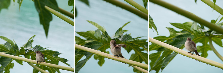 Image showing Caribbean Elaenia