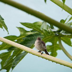 Image showing Caribbean Elaenia