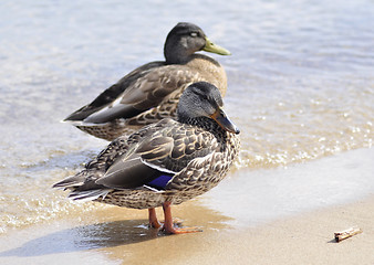 Image showing wild ducks by the lake 