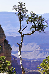 Image showing lonely tree 