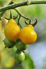 Image showing yellow tomatoes