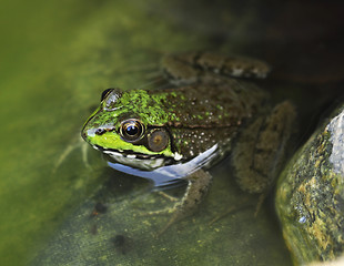 Image showing frog