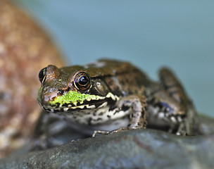 Image showing frog